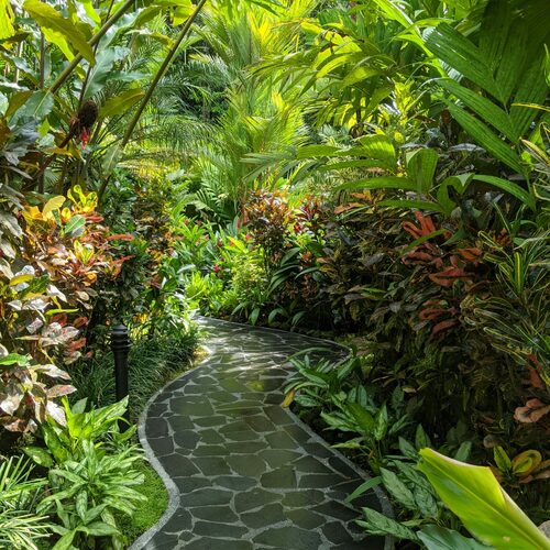 Fabulous Foliage from Costa Rica