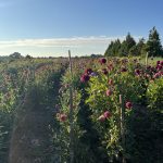 Second Season Dreams-Why It Feels So Personal To Me