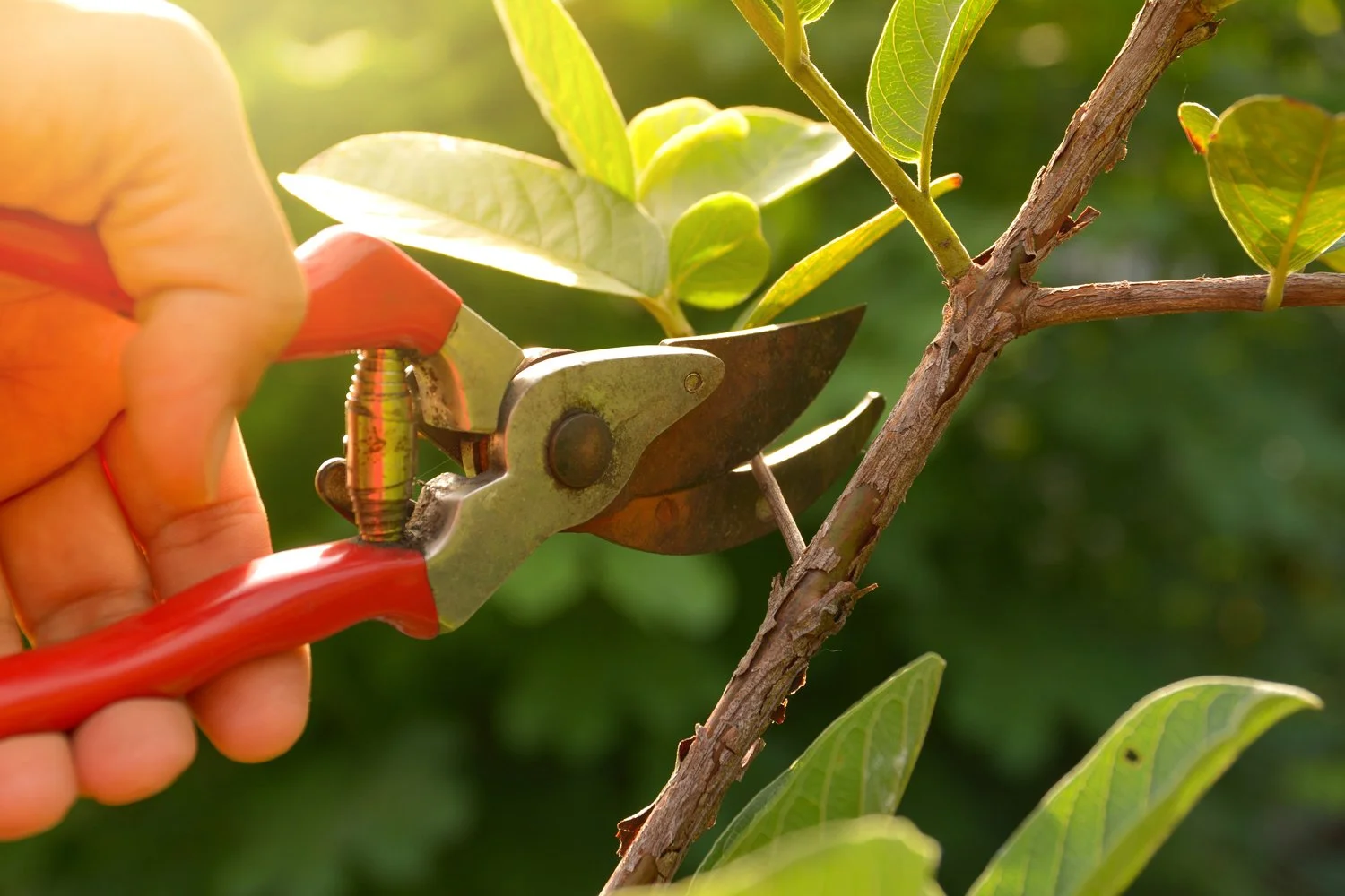 Pruning Calendar Seattle’s Favorite Garden Store Since 1924