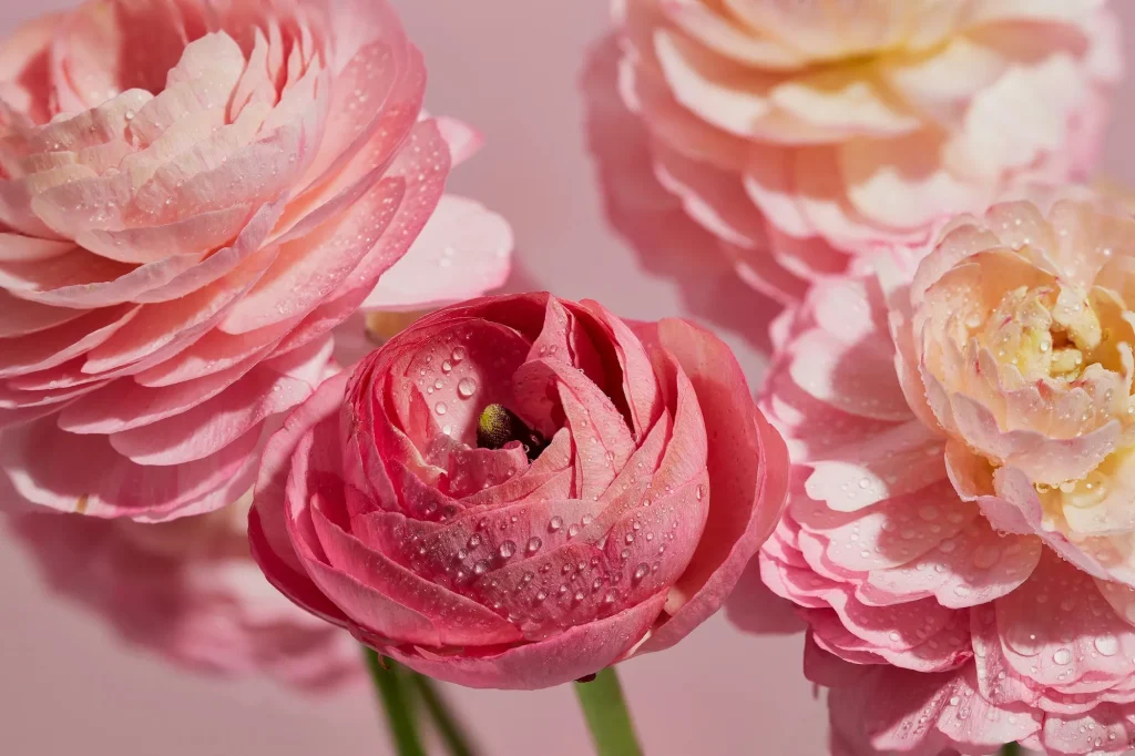 How to grow ranunculus