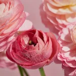 How to grow ranunculus