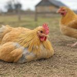 Salmonella in Chickens What Causes and How to Prevent It
