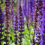 How to Plant, Grow & Care for Salvias