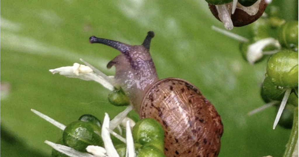 A natural way to control slugs and snails