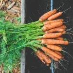 Vegetable Garden Soil Health 101