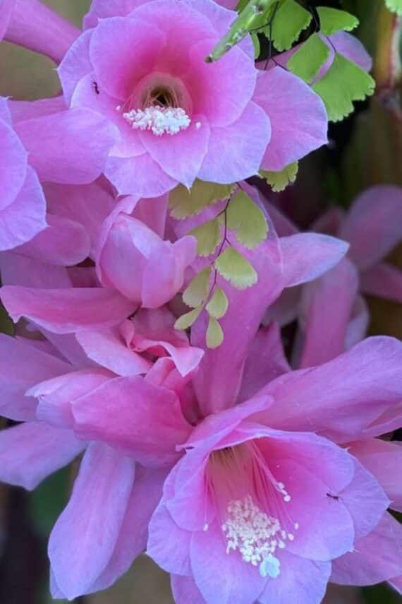 subscriber submissions the garden glove 23 epiphyllum flowers