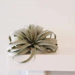 How to grow air plants