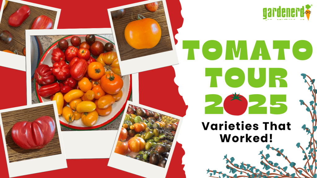YouTube Tomato Tour 2025 Varieties That Worked