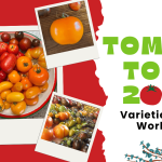 YouTube Tomato Tour 2025 Varieties That Worked