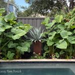 Tropical punch in Houston garden