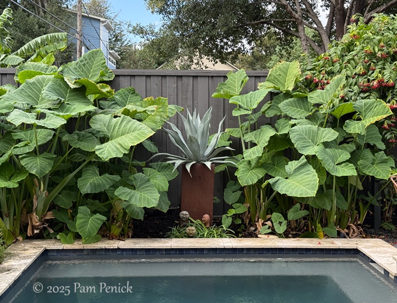 Tropical punch in Houston garden