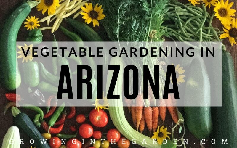 what to plant in december in arizona 12 how to grow a vegetable garden in arizona #arizonagardening #arizonagarden #desertgardening #hotweathergarden #howtogarden