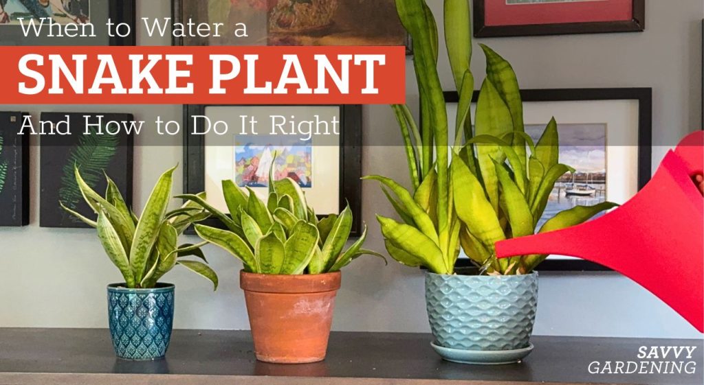 When to Water a Snake Plant and How to Do It Right