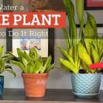 When to Water a Snake Plant and How to Do It Right