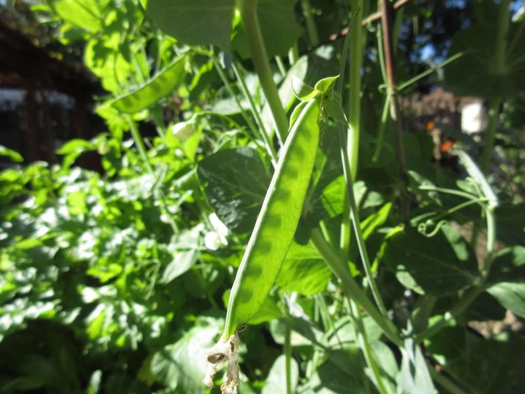 winters crazy garden