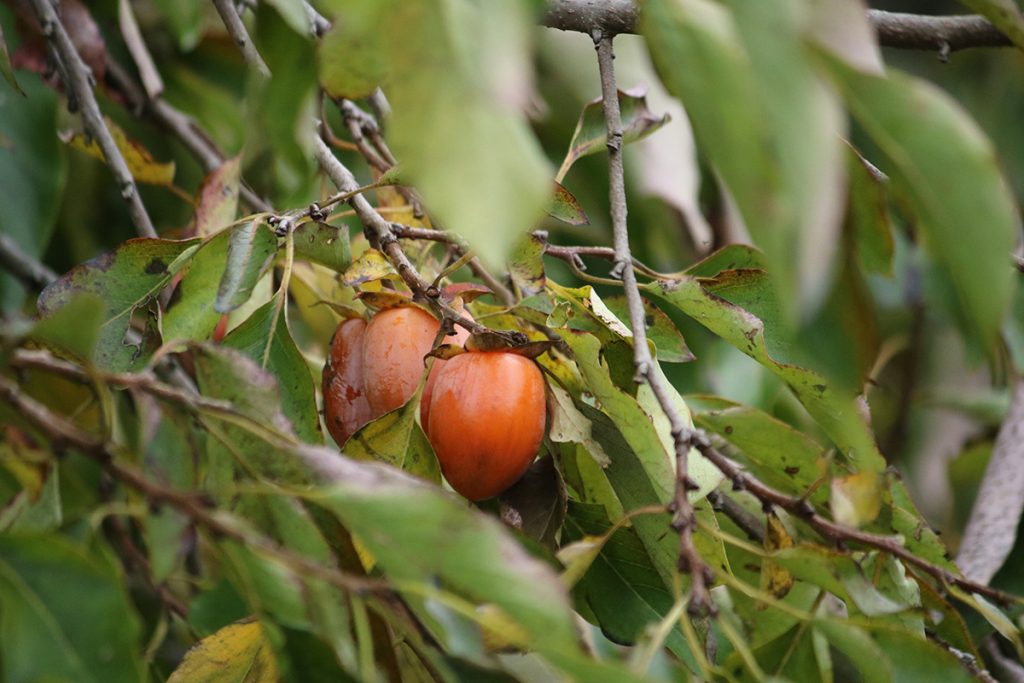 How to Grow the Native Tree