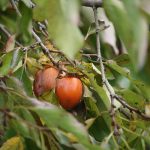 How to Grow the Native Tree