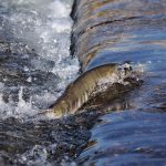 Autumn’s Whisper in the Hearth: Melting Snowflakes and Lasting Warmth