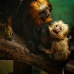 (Contrasts seasonal chill with hearth-like comfort through nature’s muted resilience.)