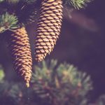 2. Symbolic Essay: Echoes of Petrified Timbers