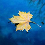 (A metaphor for shedding old habits like frost from branches, echoing renewal in garden and home alike.)