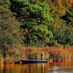 Fireflies in the Stone