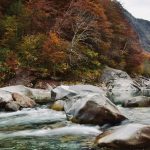 Spring’s Breath: Cultivating Lightness Where Roots Once Bind