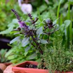 How repurposed skis become altars for saguaro cacti and whispered prayers.