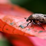 Whispers of the Hollow: Autumn’s Breath in the Knee-Deep Glade