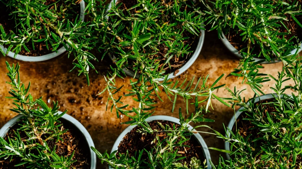 7 Easy Rosemary Growing Tricks for Beginners