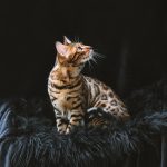 Canopy: A Cradle for the Dappled Light