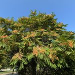 The Dangerous Tree Of Heaven – And Why It Needs To Go!
