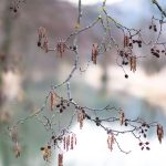 (Frost motifs intertwine with hygge-inspired comfort, celebrating seasonal retreat as a design philosophy of renewal.)