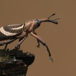 (Evokes morning frost and miniature havens, blending seasonal fragility with hygge-esque calm.)