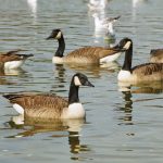 Beneath the Harvest Moon: Stillness in the Garden’s Quiet Pulse