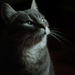 Where apartment walls cradle the lungs of forgotten groves.