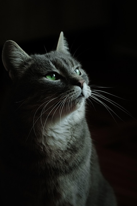 Where apartment walls cradle the lungs of forgotten groves.