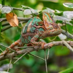 Seedlings in Shadow: Hold the Promise of Spring