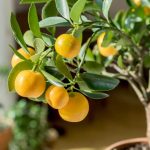 Guide to Growing Citrus Trees in Pots or Containers The Garden Glove