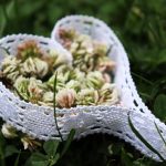 Rooted in Stillness: Earth-Kind Living Through the Seasons