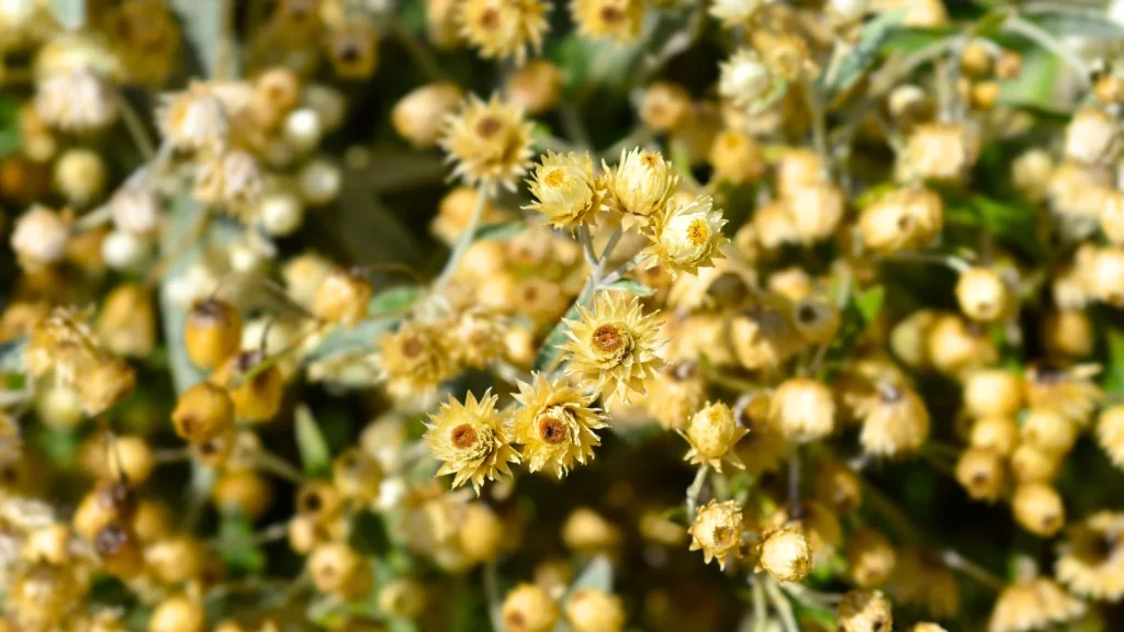 13 Native Plants You Can Collect Seeds From in November