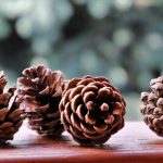 Poetic Guide: Whispers in Moss and Light—Breathing Forest into Hemmed Walls