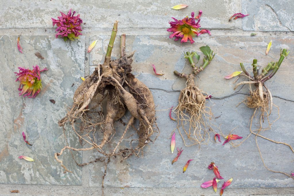 Gardening 101: How to Store Dahlia Tubers in Winter
