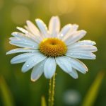 10 Fun Facts About Daisies You Probably Didn’t Know – Gardenoid