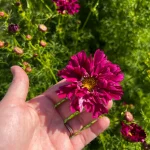 How to grow cosmos