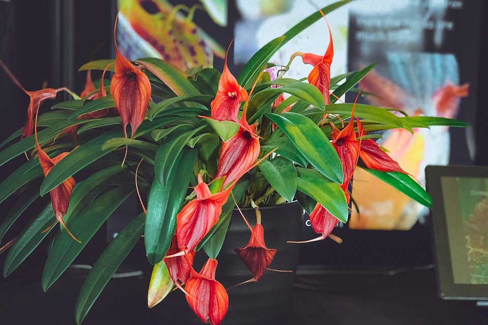 Evokes awakening and tranquility through ethereal imagery, aligning with humidifier rituals and morning light.