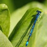 Where Autumn’s Whispers Weave Bamboo Hearts