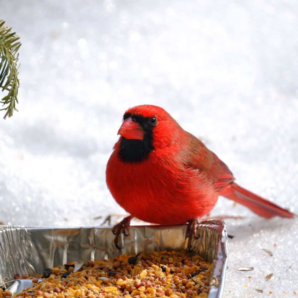 The Best Way To Feed Cardinals In The Fall Winter