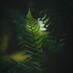 Roots of Morning’s Quiet Light