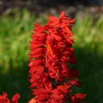 Top 5 Balcony Sanctuaries: Integrating Bees, Butterflies, Moonbeams and Rustic Charm